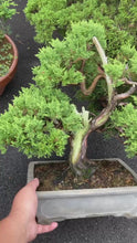 將影片載入圖庫檢視器並播放，預購日本🇯🇵糸魚川真柏 Japanese Itoigawa Shimpaku (附上影片)
