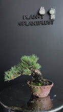 Load and play video in Gallery viewer, 日本🇯🇵矮霸五葉松 Japanese white pine (附上影片)
