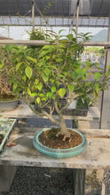 將影片載入圖庫檢視器並播放，預購日本🇯🇵山茶花 椿 白雪錦Camellia Sasanqua(附上影片)
