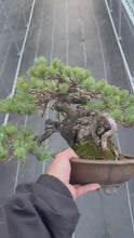 Load the video into the gallery viewer and play it,Pre-order Japan🇯🇵Japanese White Pine (video attached)
