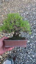 將影片載入圖庫檢視器並播放，預訂日本🇯🇵精品黑松 Black Pine(附上影片)
