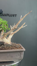 Load the video into the gallery viewer and play it.日本🇯🇵糸魚川真柏 Japanese Itoigawa Shimpaku (附上影片)
