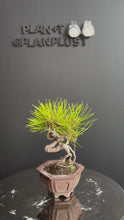 Load and play video in Gallery viewer, 日本🇯🇵黑松 Black Pine (附上影片)
