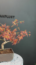 Load the video into the gallery viewer and play it.Japan🇯🇵Momiji Red Leaf Osmanthus (Acer Palmatum) (with video attached)
