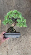 將影片載入圖庫檢視器並播放，預購日本🇯🇵五葉松 Japanese White Pine (附上影片)
