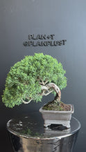 將影片載入圖庫檢視器並播放，日本🇯🇵四國真柏Shikoku Shimpaku Juniper (附上影片)

