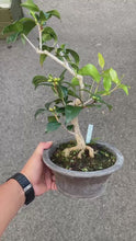 將影片載入圖庫檢視器並播放，預購日本🇯🇵山茶花 椿 伊予侘芯 Camellia Sasanqua (附上影片)

