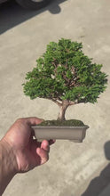 Load the video into the gallery viewer and play it.預購日本🇯🇵津山檜Chamaecyparis obtusa （附上影片）
