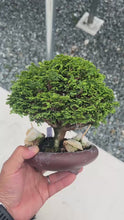 Load the video into the gallery viewer and play it.Pre-order Japan🇯🇵Tsuyama Hinoki (Chamaecyparis obtusa) (Video attached)
