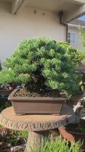 將影片載入圖庫檢視器並播放，預購日本🇯🇵五葉松 模樣木Japanese white pine (附上影片)
