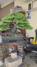 將影片載入圖庫檢視器並播放，預購日本🇯🇵逸品 那須五葉松 Japanese White Pine (附上影片)
