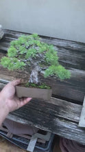 Load the video into the gallery viewer and play it.Pre-order Japan🇯🇵Japanese White Pine (with video)
