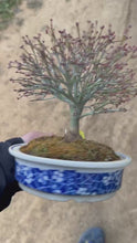 Load the video into the library viewer and play it.預訂日本🇯🇵紅楓 清姬モミジ Acer Palmatum (附上影片)
