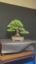 Load the video into the gallery viewer and play it.Pre-order Japan🇯🇵Black Pine Harvesting (Video Attached)
