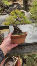 Load the video into the gallery viewer and play it.Pre-order Japan🇯🇵Japanese White Pine (with video)
