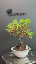 將影片載入圖庫檢視器並播放，日本🇯🇵皐月杜鵑 萌Satsuki Azalea Rhododendron(附上影片)
