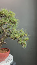 將影片載入圖庫檢視器並播放，日本🇯🇵黑松 Black Pine (附上影片)
