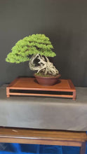 將影片載入圖庫檢視器並播放，預購日本🇯🇵太幹山採五葉松 Yamadori Japanese White Pine (附上影片)
