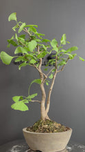Load the video into the gallery viewer and play it.Japan🇯🇵Ginkgo Biloba (video included)
