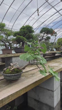 Load the video into the gallery viewer and play it.Pre-order Japan🇯🇵Ginkgo Biloba (video included)
