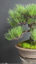 將影片載入圖庫檢視器並播放，日本🇯🇵黑松 Black Pine (附上影片)
