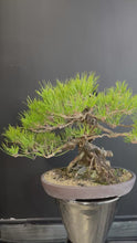 Load the video into the gallery viewer and play it,Japan🇯🇵Yamadori Black Pine (video attached)
