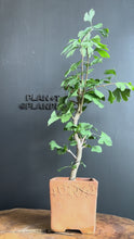 將影片載入圖庫檢視器並播放，日本🇯🇵銀杏Ginkgo Biloba (附上影片)
