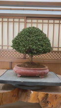 將影片載入圖庫檢視器並播放，預購日本🇯🇵石化檜Sekka Hinoki Cypress セッカヒノキ (附上影片)
