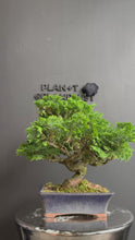 Load the video into the gallery viewer and play it.Japan🇯🇵Tsuyama Hinoki Chamaecyparis Obtusa (video included)
