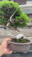 Load the video into the gallery viewer and play it.預購日本🇯🇵糸魚川真柏 Japanese Itoigawa Shimpaku (附上影片)
