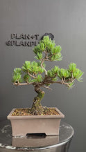 Load the video into the gallery viewer and play it.Japan🇯🇵Japanese White Pine (video included)

