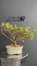 Load the video into the library viewer and play it.Japan🇯🇵Satsuki Azalea Rhododendron (video attached)
