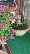 Load and play video in Gallery viewer, 預訂日本🇯🇵九重葛 Bougainvillea (附上影片)

