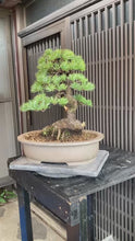 將影片載入圖庫檢視器並播放，預購日本🇯🇵五葉松 Japanese White Pine(附上影片)
