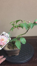 將影片載入圖庫檢視器並播放，日本🇯🇵山茶花 椿Camellia sasanqua (附上影片)
