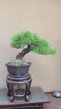 Load the video into the gallery viewer and play it.預購日本🇯🇵山採 黑松 Yamadori Black Pine (附上影片)
