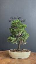 Load the video into the gallery viewer and play it.Japan🇯🇵Tsuyama Hinoki Chamaecyparis Obtusa (video included)
