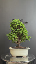 將影片載入圖庫檢視器並播放，日本🇯🇵石化檜Sekka Hinoki Cypress セッカヒノキ (附上影片)
