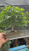 Load the video into the gallery viewer and play it.Pre-order Japan🇯🇵Red leaves Acer Palmatum (video included)
