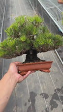將影片載入圖庫檢視器並播放，預購日本🇯🇵黑松 Black Pine (附上影片)
