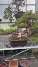 Load the video into the gallery viewer and play it.Pre-order Japan🇯🇵Japanese Itoigawa Shimpaku (with video)
