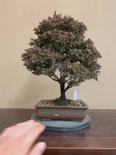 Load the video into the library viewer and play it.Pre-order Japan🇯🇵Cryptomeria Japonica (video attached)
