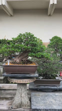 將影片載入圖庫檢視器並播放，預購日本🇯🇵皐月杜鵑 榮冠 Satsuki azalea Rhododendron (附上影片)
