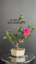 將影片載入圖庫檢視器並播放，日本🇯🇵山茶花 茶梅 獅子頭Camellia Sasanqua (附上影片)
