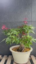將影片載入圖庫檢視器並播放，日本🇯🇵紅葉 出猩々 岀猩猩Deshojo
