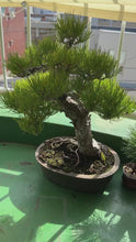 Load and play video in Gallery viewer, 預訂日本🇯🇵黑松 Black Pine Yamadori(附上影片)
