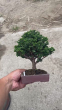 Load the video into the gallery viewer and play it.預購日本🇯🇵石化檜Sekka Hinoki Cypress セッカヒノキ (附上影片)
