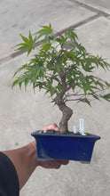 將影片載入圖庫檢視器並播放，預購日本🇯🇵もみじ紅葉 Acer Palmatum (附上影片)
