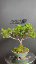 Load the video into the gallery viewer and play it.Japan🇯🇵Tsuyama Hinoki Chamaecyparis Obtusa (video included)
