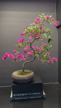 將影片載入圖庫檢視器並播放，日本🇯🇵九重葛 Bougainvillea (附上影片)
